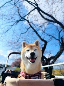 柴犬マロたん最終回！最後まで頑張ったマロたんからみなさんへのありがとう！