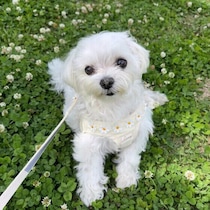 犬がぐったりしているのは暑さのせい？ 見逃しがちな体調不良のサインと暑さ対策のポイント