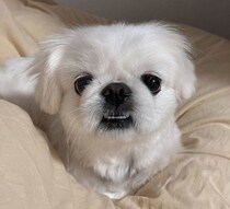 人慣れしていなかった推定3才の保護犬→3年後、飼い主さんのそばを離れない甘えん坊なコに！