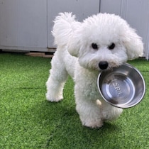 犬が水を飲まないけど大丈夫？ 犬の水分不足のサインと水分補給の方法