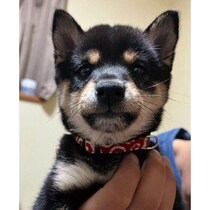 片手で抱けるほど小さかった柴犬の子犬→1才8カ月の今、表情豊かで自由奔放なコに成長！