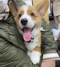 ニコニコ笑顔が愛くるしい生後3カ月のコーギー子犬→1才半になった今も、家族にとって“天使”のような存在に