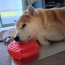 暑い夏を快適に、気持ちよく過ごそう！ 愛犬のためのプレサマー準備