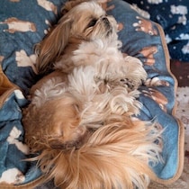 犬が寝ながらしっぽを振るのはなぜ？　その行動からわかる理由や見守り方を解説