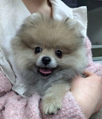 あどけない表情だった生後3カ月のポメラニアン子犬→1年後、パワフルで食いしん坊なコに成長！「家族の一員、それだけで幸せ」と語る飼い主の思い