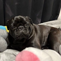 体調不良で寝ている飼い主におもちゃを運ぶ犬、その行動に込められた気持ちを獣医師が解説