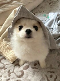 「飼い主の服の中から顔を出す」愛犬にキュン！1才の今、“かけがえのない家族”に