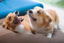 「テンションMAXで遊びに誘う愛犬」対「困り顔で付き合う愛犬」→その温度差に思わずクスッ！
