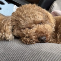 寒くないのに犬がブルブル震えるのはなぜ？　体の震えに隠れた理由と注意点を解説