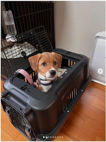「何に対してもビビりだった」生後約2カ月の元保護犬→1才になりぐんと成長！今では“すべてが癒し”の存在に