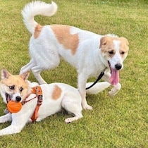 個性豊かな元保護犬2頭を迎えた飼い主　「犬がいないときはどんな会話をしていた？」と思うほど、2頭中心の充実した生活に