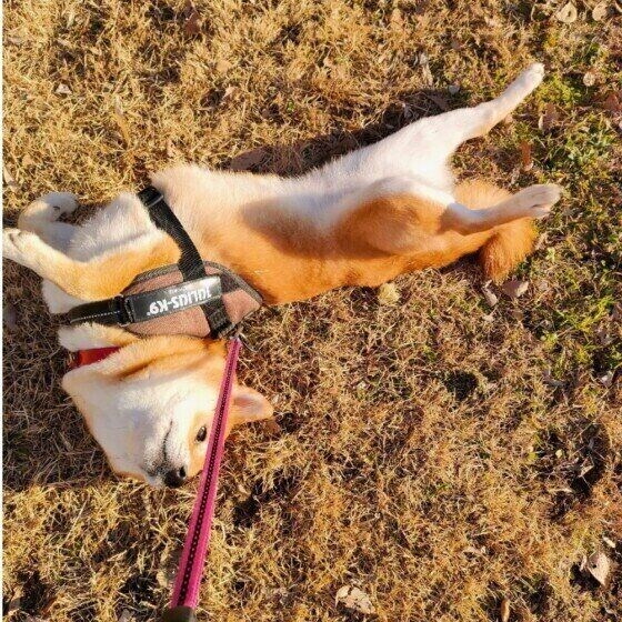 地面に体をこすりつける柴犬