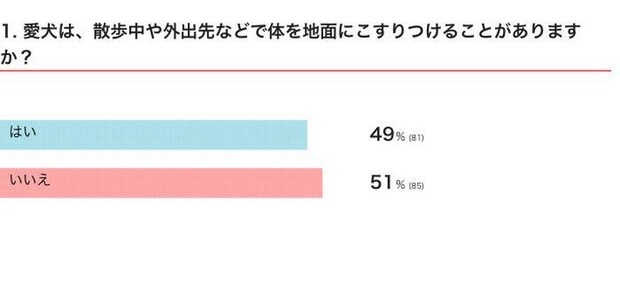 愛犬は、散歩中や外出先などで体を地面にこすりつけることがある?