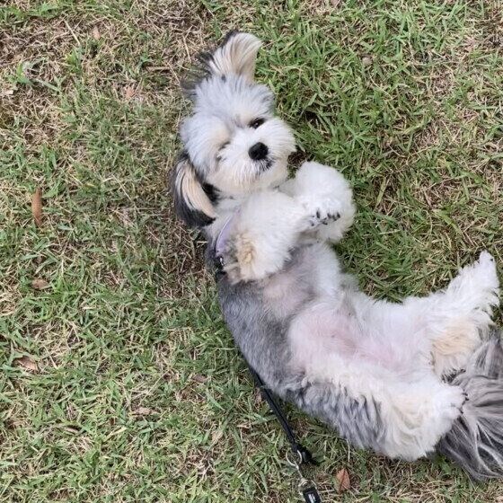 地面に体をこすりつける犬