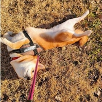 犬が芝生や草むらで体をこすりつけるのはなぜ？　注意したいケースも獣医師が解説