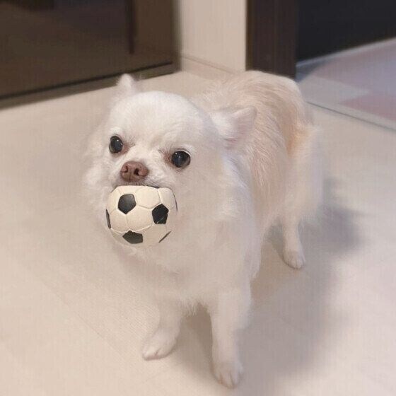 チワワ あそぼ