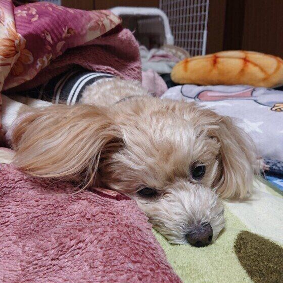 Mix(雑種)小型犬 お散歩疲れてくたくた