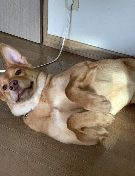 ゴロ~ンとおなかを見せ、大好きなおやつを待つ貫太朗くん