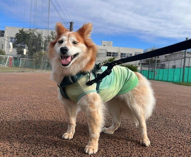 現在のたまも丸ちゃん