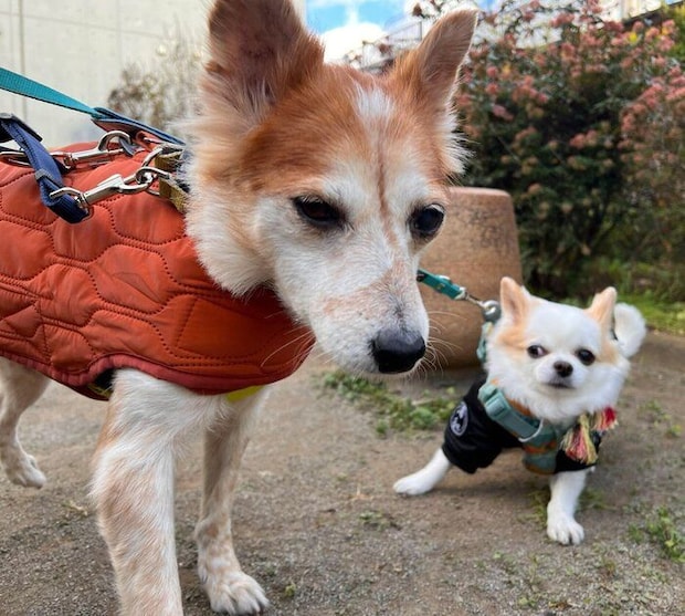 散歩をするたまも丸ちゃん、先住犬・いずも丸くん