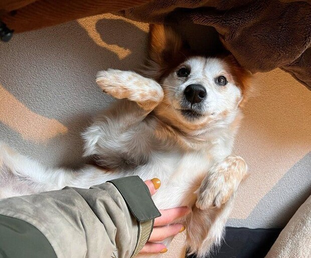ナデナデを堪能するたまも丸ちゃん