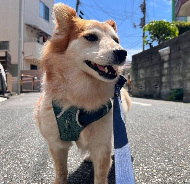 散歩を楽しむたまも丸ちゃん