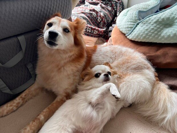 くっつく2頭