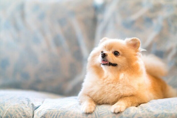 上を向く犬