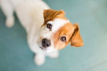 飼い主の留守中に突然エアコンが停止したら…事前対策や対応策について専門家に聞いた