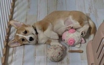 お迎え当時は「戸惑いや不安で落ち着かなかった」生後2カ月半子犬が→表情豊かな人懐っこいコに大きく成長！堂々と”ヘソ天”で寝る姿にほっこり