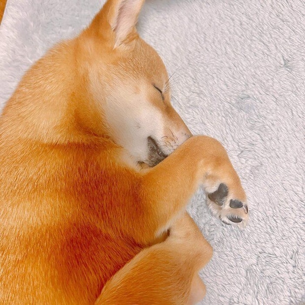 生後5カ月の柴犬