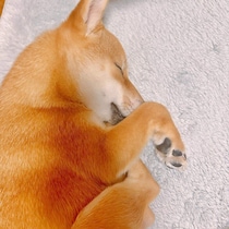 3才になっても寝顔は子犬のときと変わらずキュート！すやすやと眠る姿に思わずほっこり