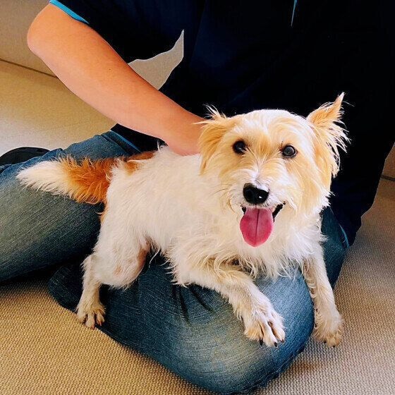 雷が怖くて甘える犬