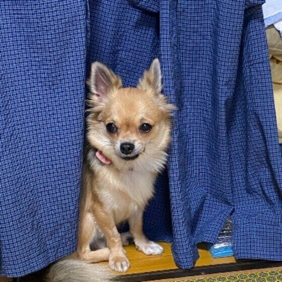 雷を怖がるチワワ