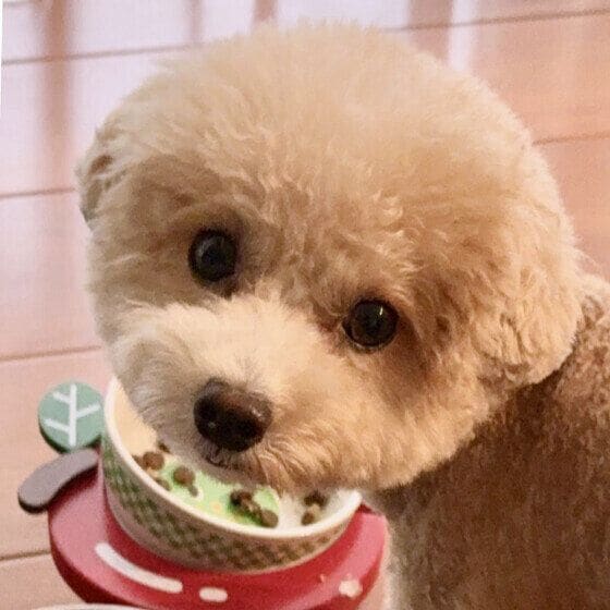 ごはん中のトイ・プードル