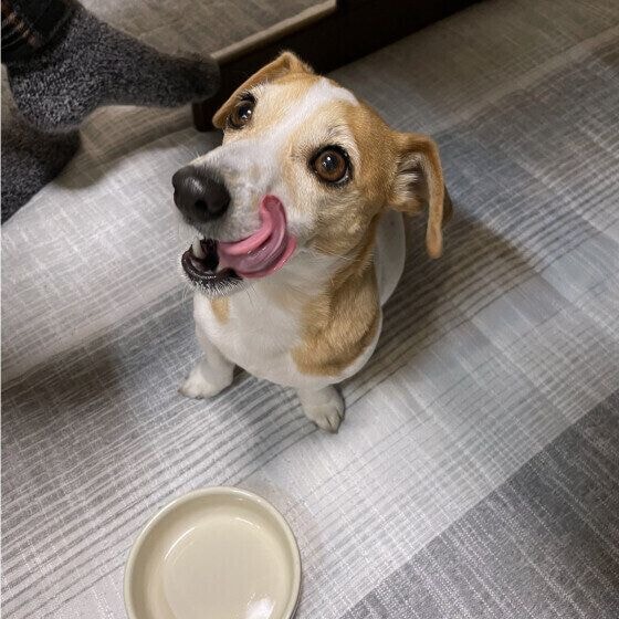 ごはんを食べてお口をペロリ