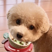 ドッグフードの正しい保存方法は？  愛犬のために梅雨から夏に知っておきたいこと