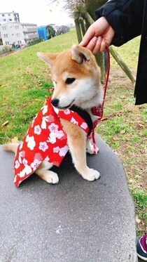 ヨチヨチ歩きでお散歩していた生後3カ月の子犬が→約3年後、感情表現豊かな活発なコに成長！”家族に笑顔を与えてくれる存在”に