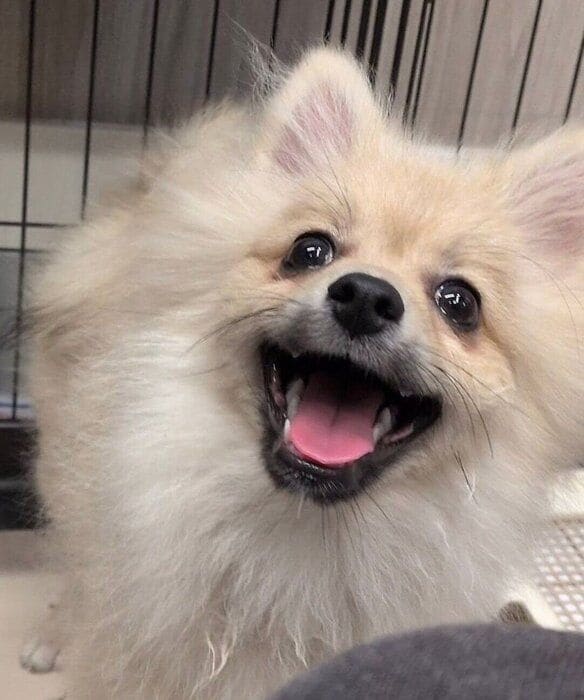 笑顔がかわいいロミくん