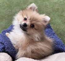 抱っこ散歩で公園デビューしたポメラニアンの子犬　生後6カ月の現在は、散歩中も走りっぱなしの元気なコに！