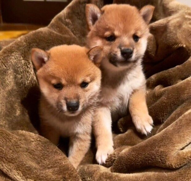 ニコちゃん、ルイスちゃん