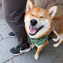犬が人を信頼すると何が変わるの？ 人と犬の関係の変化とは