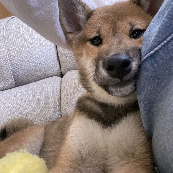 足に寄り添う柴犬