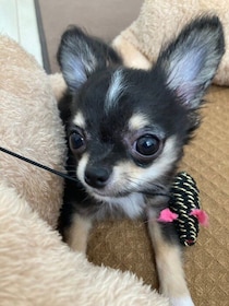 「小さくて心配だった」チワワ子犬→約3年後、食いしん坊なコに成長！穏やかで優しい“癒しの存在”に