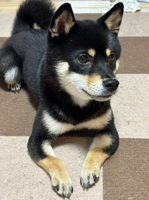 まったりするキーラちゃん