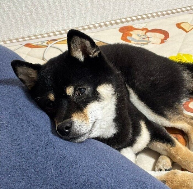 枕にあごを乗せるキーラちゃん