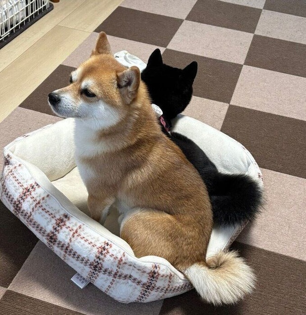 どいてほしいクロンくんと、譲らないキーラちゃん