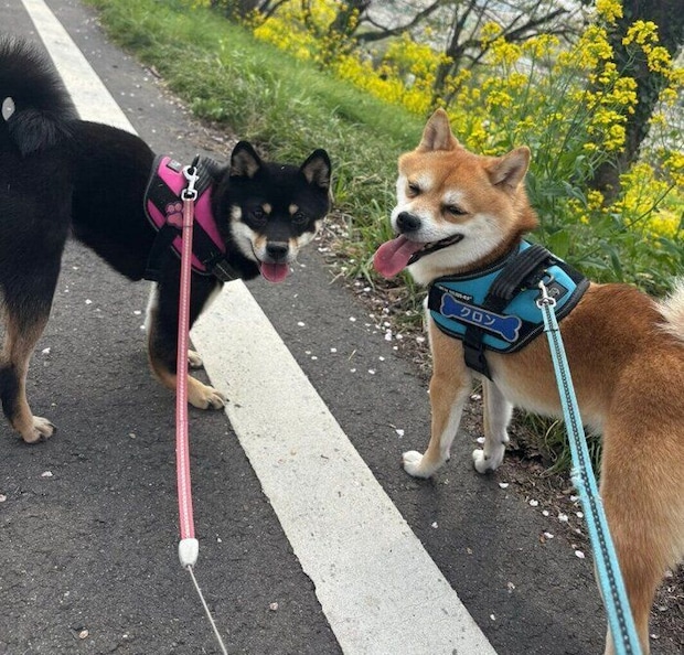散歩をするキーラちゃん、クロンくん