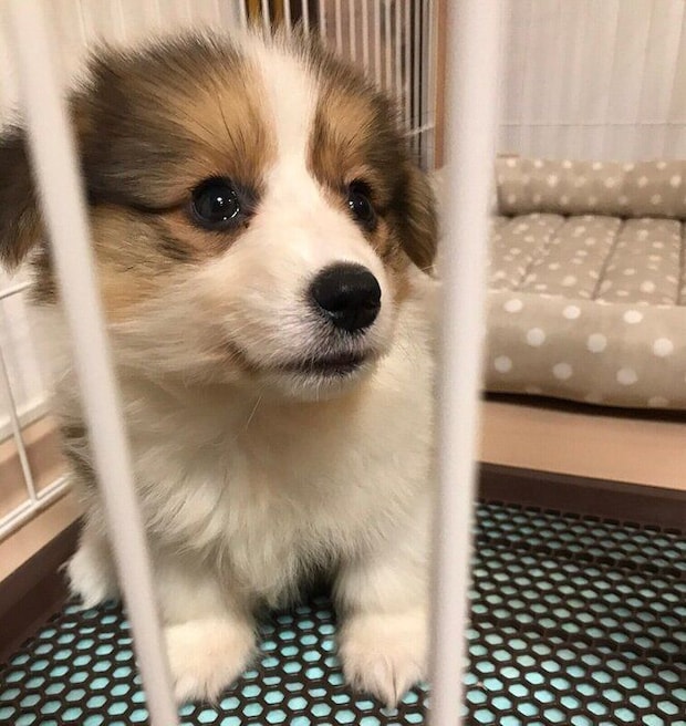 お迎え初日のねねちゃん