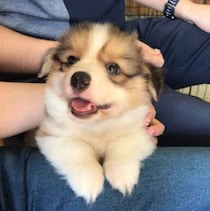 初対面でニコニコ笑顔を見せたコーギーの子犬→6才の今、“警戒心ゼロ”で人が大好きなコに成長！